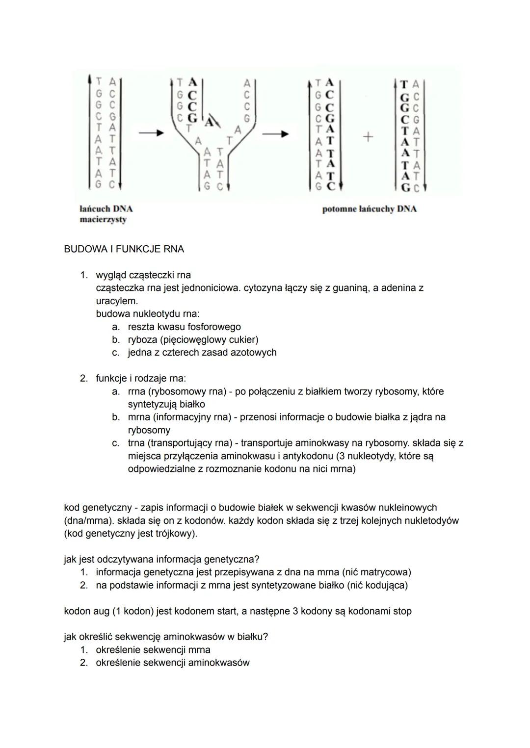 gen to fragment dna, który zawiera informacje dotyczące budowy białka lub cząsteczki rna
polipeptydy łączą aminokwasy w długi łańcuch
budo
