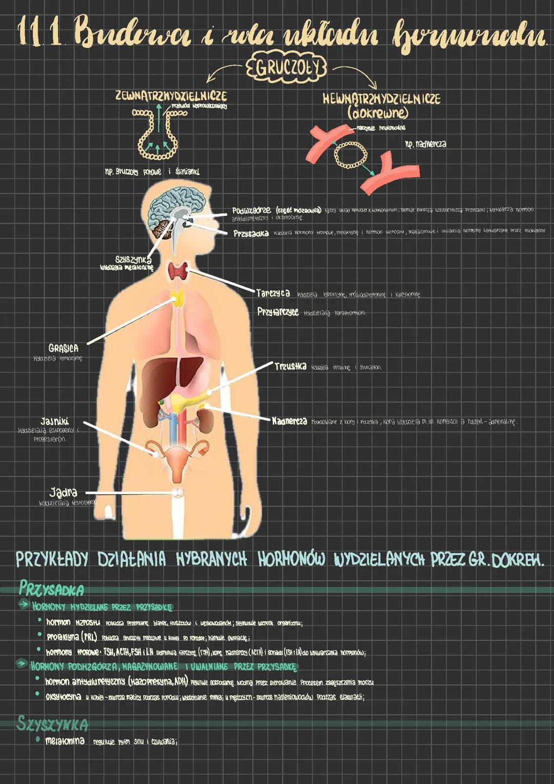 Budowa i rola układu hormonalnego