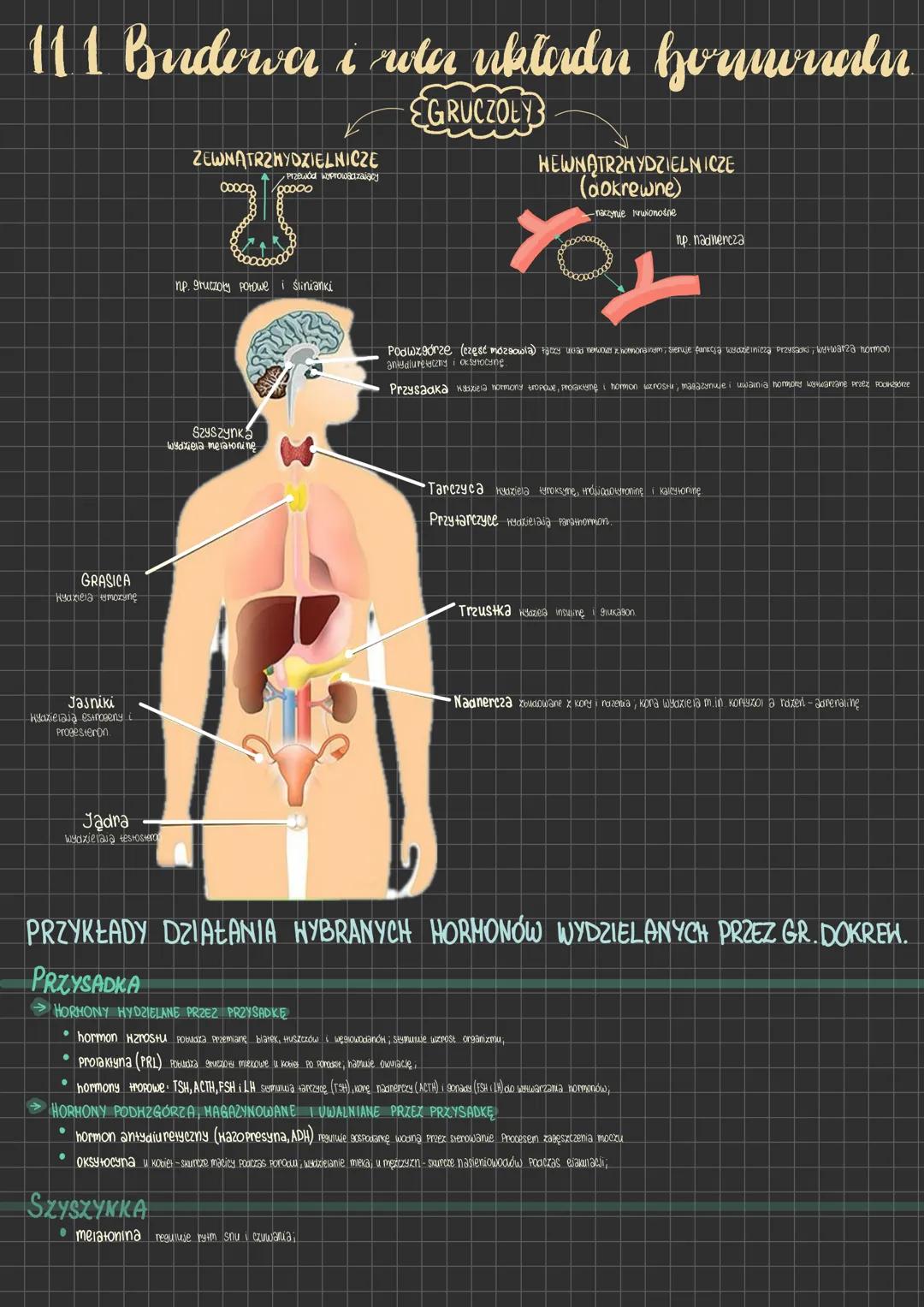 111 Budowa i wote układu formonaln
EGRUCZOŁY
GRASICA
Hydziela ymozynę
ZEWNĄTRZNYDZIELNICZE
00000
Przewód wyprowadzający
00000
np. gruczoły P