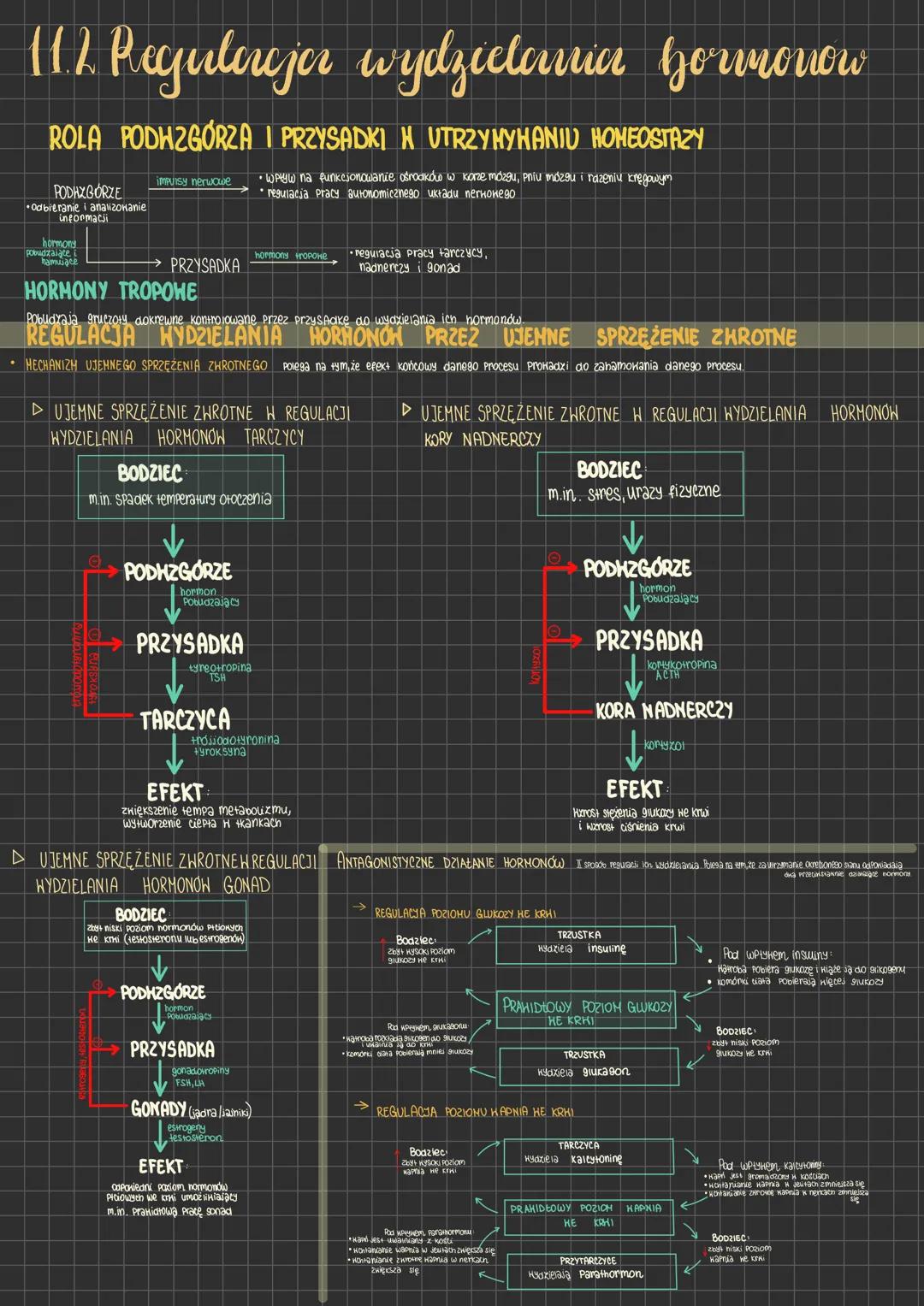 11.2 Regulerejer wydzielania hormonow
ROLA PODHZGORZA I PRZYSADKI H UTRZYMYHANIU HOMEOSTAZY
PODHZGÓRZE
Odbieranie i analizowanie
informacji