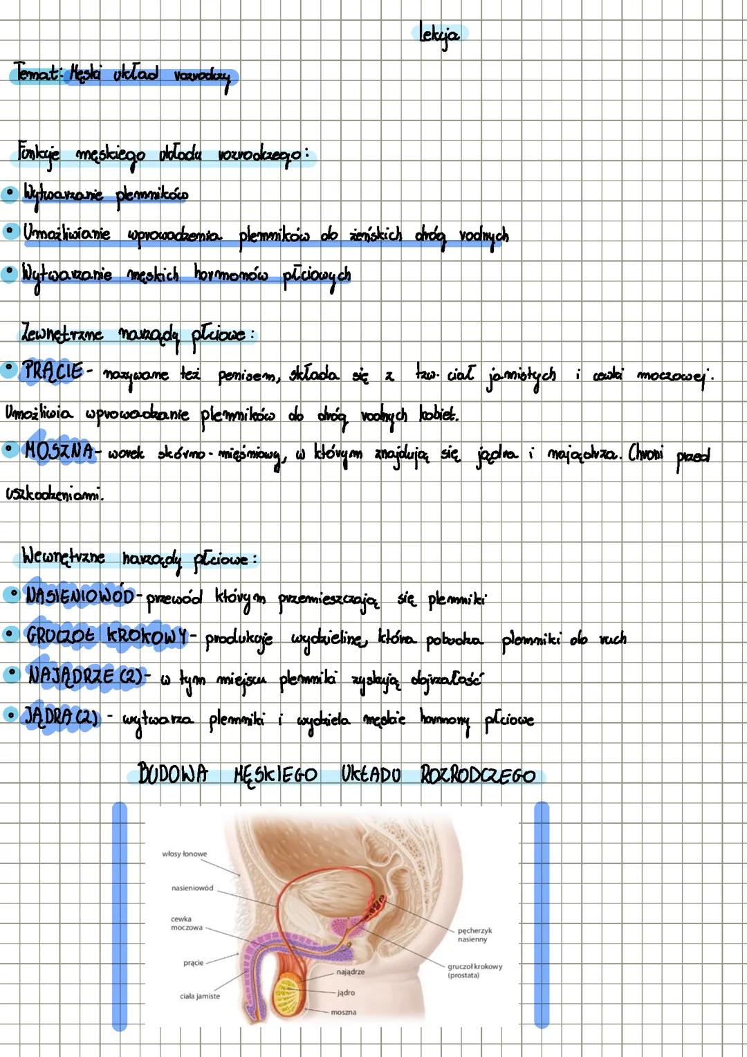 Męski układ rozrodczy
