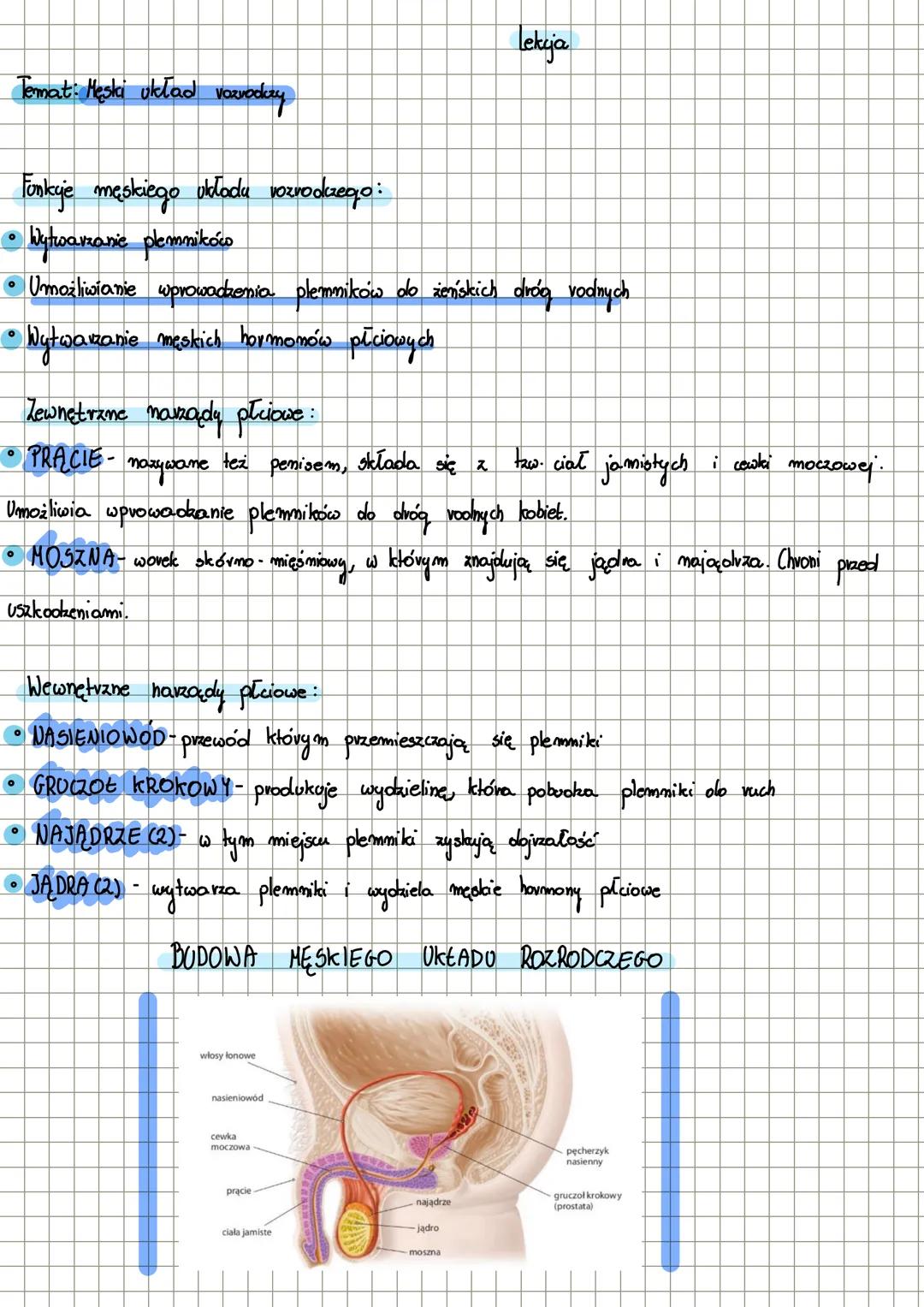 Temat: Męski układ
Vozvodkry
Lekcja
Funkyje męskiego układu vozrodczego:
• Wytwarzanie plemnikóws
• Umożliwianie wprowadzenia plemników do ż