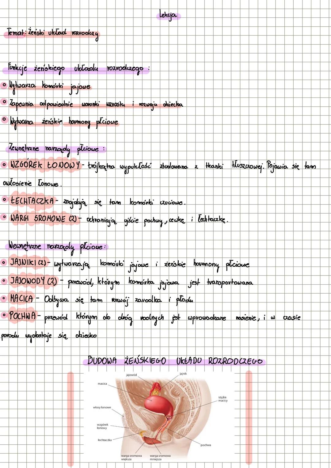 Żeński układ rozrodczy