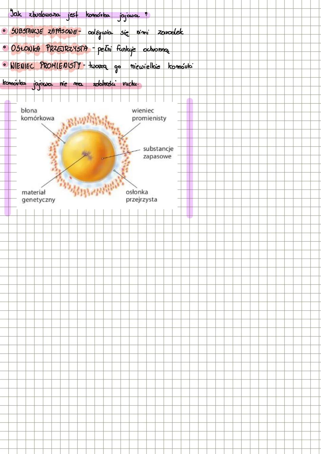 Lekcja
Temat: Ženski układ vavodczy
Funkcje żeńskiego ukłaolu rozvodkzego:
* Wytwarza komórki jajowe
* Zapewnia colpowieolnie waronki