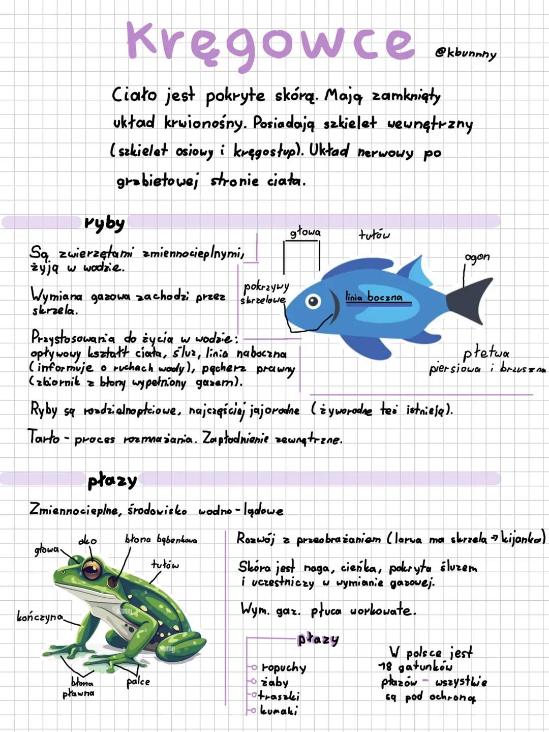 Kręgowce
@kbunnny
Ciało jest pokryte skórą. Mają zamknięły
układ krwionośny. Posiadają szkielet wewnętrzny
(szkielet osiowy i kręgosłup). Uk