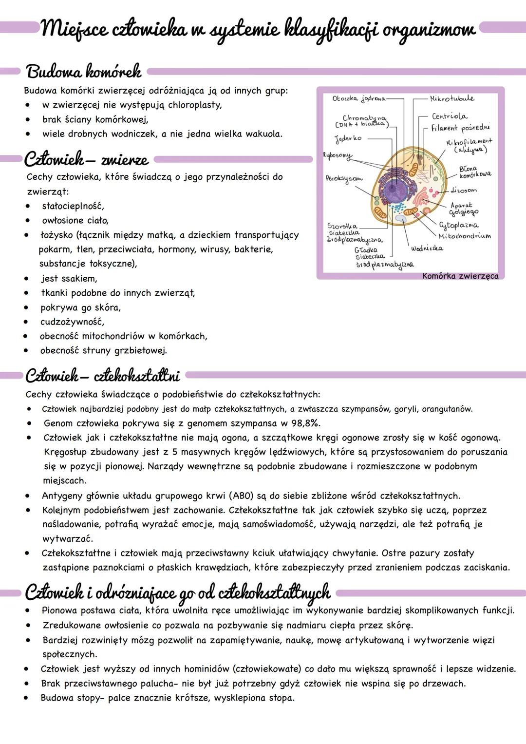 w zwierzęcej nie występują chloroplasty,
•
brak ściany komórkowej,
• wiele drobnych wodniczek, a nie jedna wielka wakuola.
Człowiek-zwierze