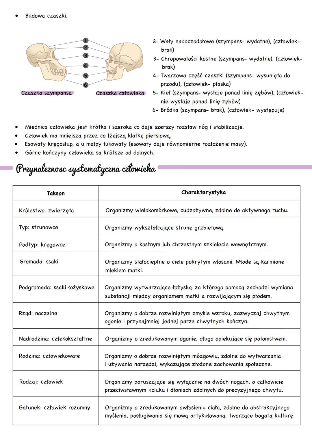 w zwierzęcej nie występują chloroplasty,
•
brak ściany komórkowej,
• wiele drobnych wodniczek, a nie jedna wielka wakuola.
Człowiek-zwierze