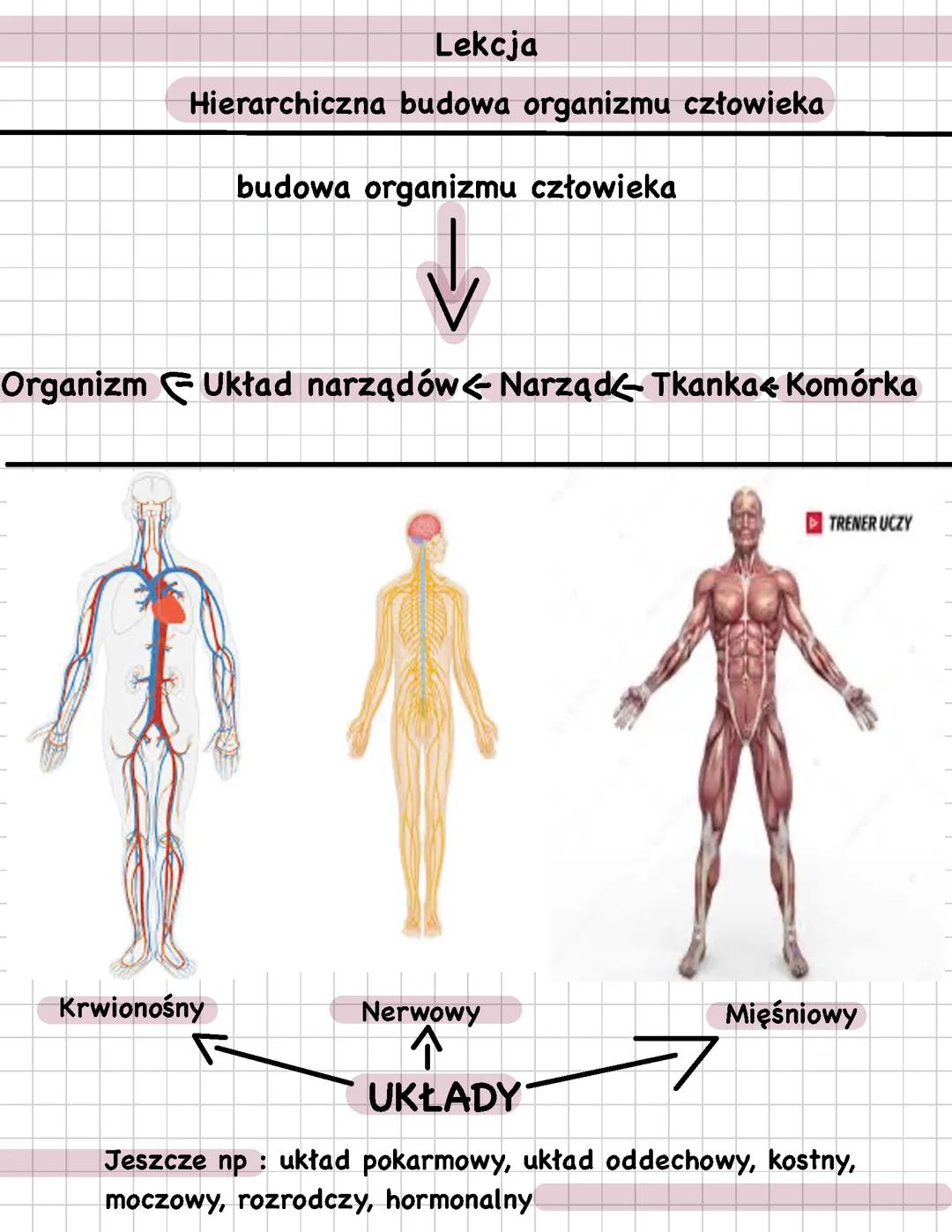 Hierarchiczna budowa organizmu człowieka