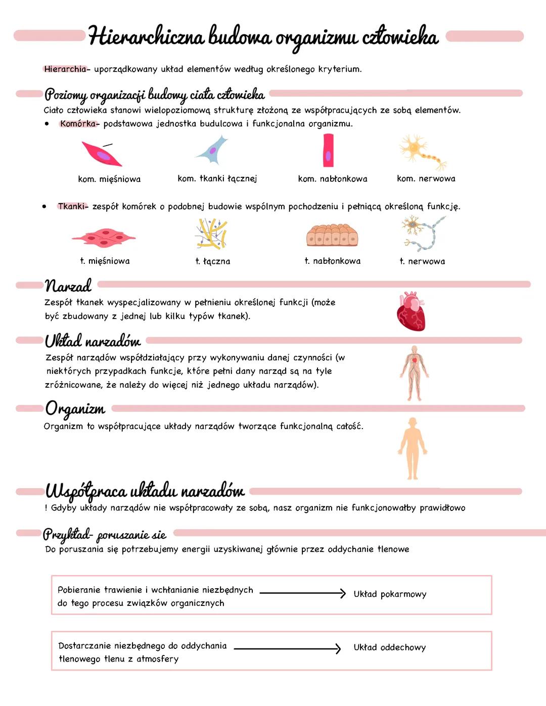 Hierarchiczna budowa organizmu człowieka