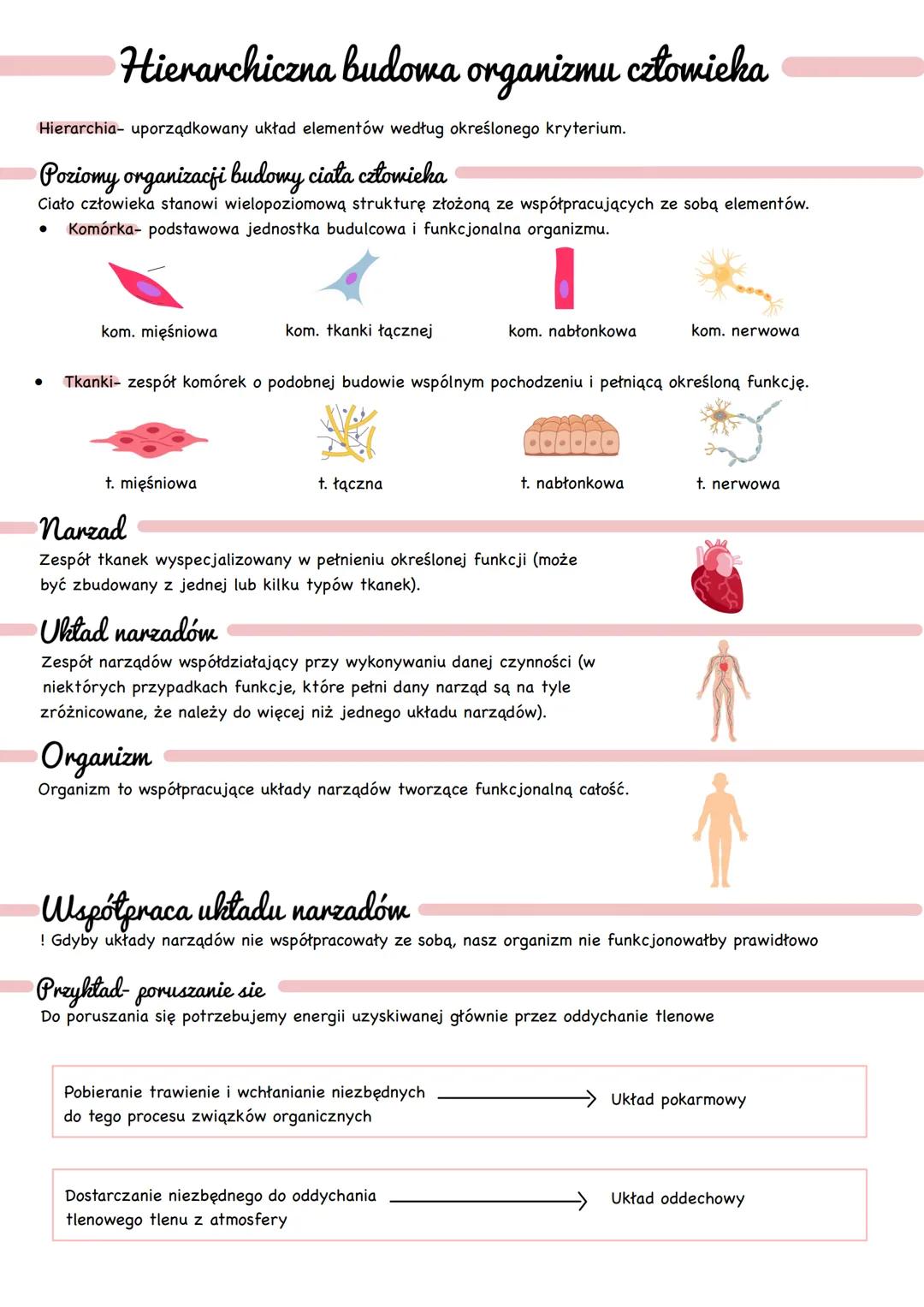 Hierarchiczna budowa organizmu człowieka
Hierarchia- uporządkowany układ elementów według określonego kryterium.
Poziomy organizacji budowy