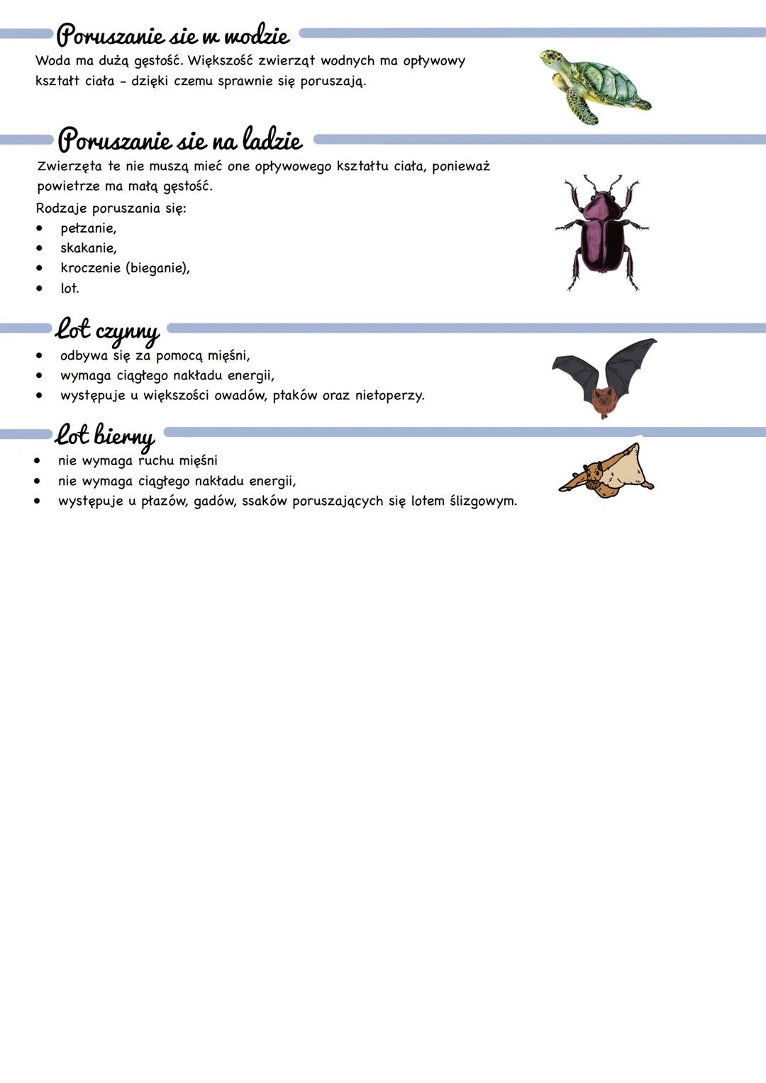 # Ruch u zwierząt
Ruch jest jedną z głównych czynności życiowych może dotyczyć całego ciała lub poszczególnych jego części.
## Rola ruchu