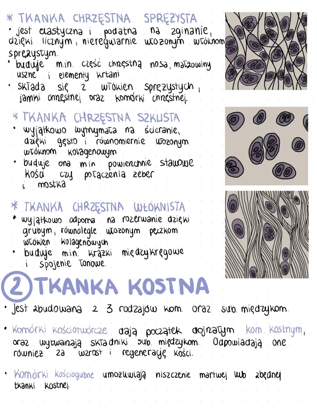 # tkanka
Taczna
* Wszystkie rodzaje tkanki Tącznej powstaja
2 mezodermy - czyli tkanki tącznej zarodkowej.
* Jest ona zbudowana z