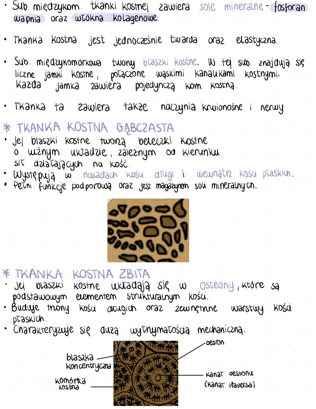 # tkanka
Taczna
* Wszystkie rodzaje tkanki Tącznej powstaja
2 mezodermy - czyli tkanki tącznej zarodkowej.
* Jest ona zbudowana z