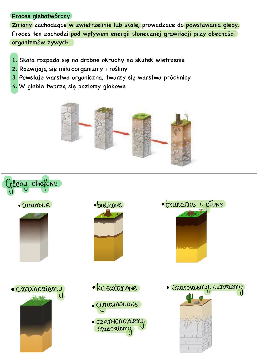 Powstawanie gleb
Gleba - najbardziej zewnętrzna część litosfery, o grubości od kilku centymetrów do
kilku metrów
Profil glebowy
ściółka - wa