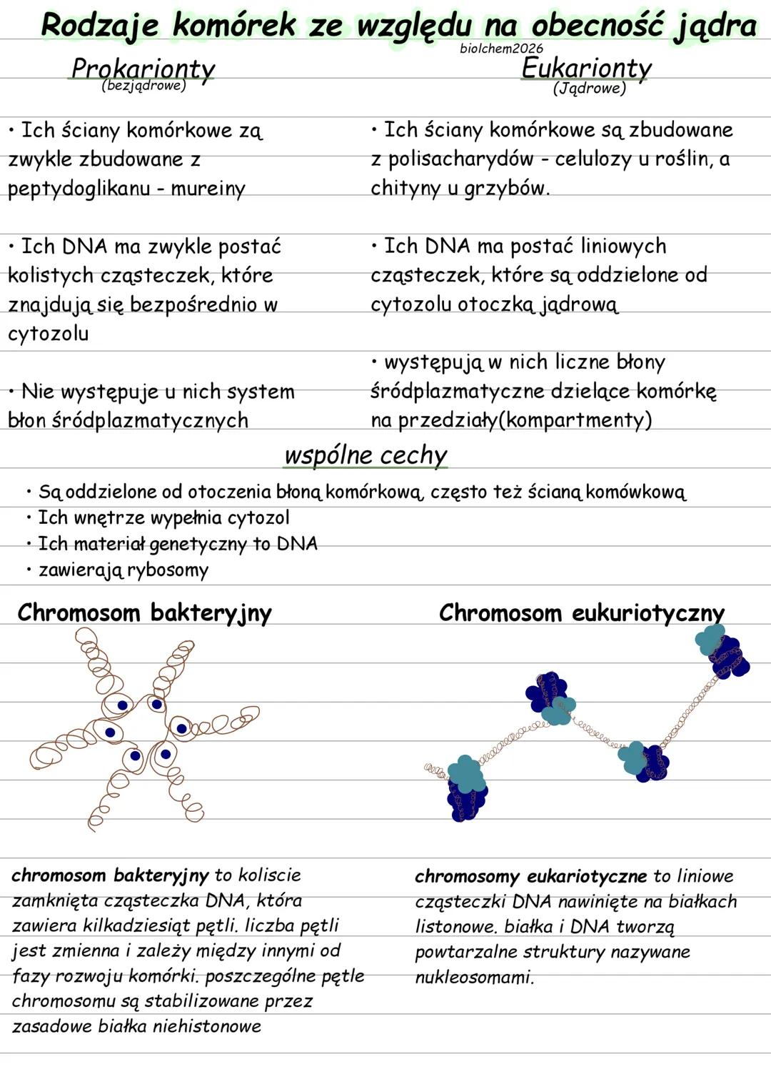 Rodzaje komórek ze względu na obecność jądra
Prokarionty
(bezjądrowe)
• Ich ściany komórkowe zą
zwykle zbudowane z
peptydoglikanu - mureiny