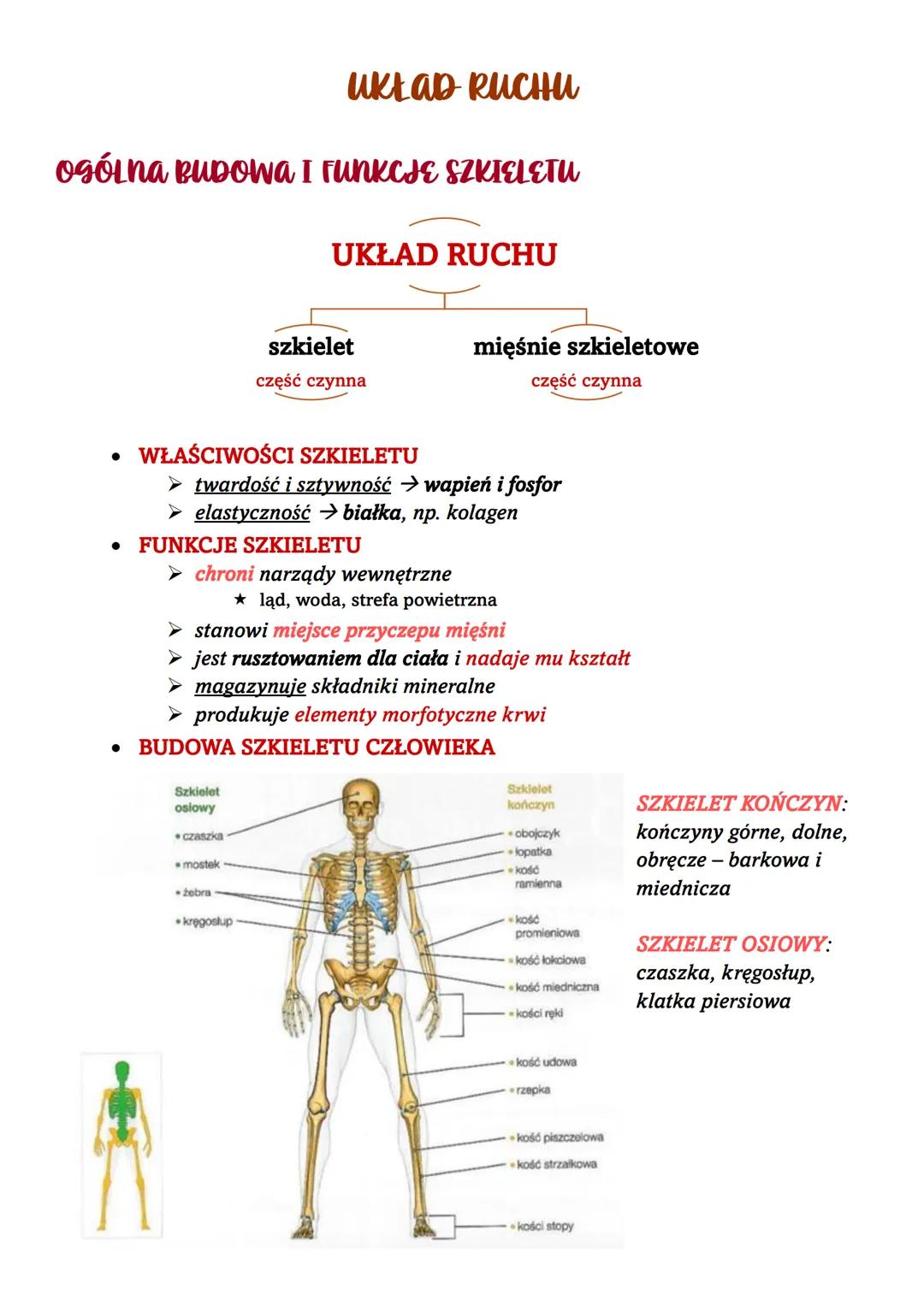 UKŁAD RUCHU
OGÓLNA BUDOWA I FUNKCJE SZKIELETU
UKŁAD RUCHU
szkielet
część czynna
mięśnie szkieletowe
część czynna
• WŁAŚCIWOŚCI SZKIELETU
➤ t
