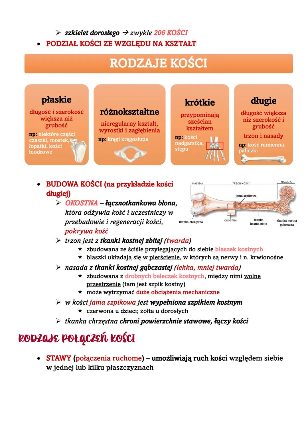 UKŁAD RUCHU
OGÓLNA BUDOWA I FUNKCJE SZKIELETU
UKŁAD RUCHU
szkielet
część czynna
mięśnie szkieletowe
część czynna
• WŁAŚCIWOŚCI SZKIELETU
➤ t