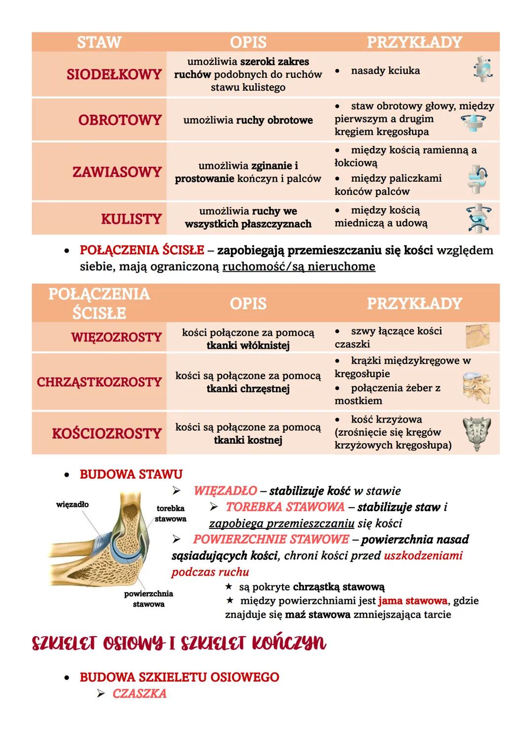UKŁAD RUCHU
OGÓLNA BUDOWA I FUNKCJE SZKIELETU
UKŁAD RUCHU
szkielet
część czynna
mięśnie szkieletowe
część czynna
• WŁAŚCIWOŚCI SZKIELETU
➤ t