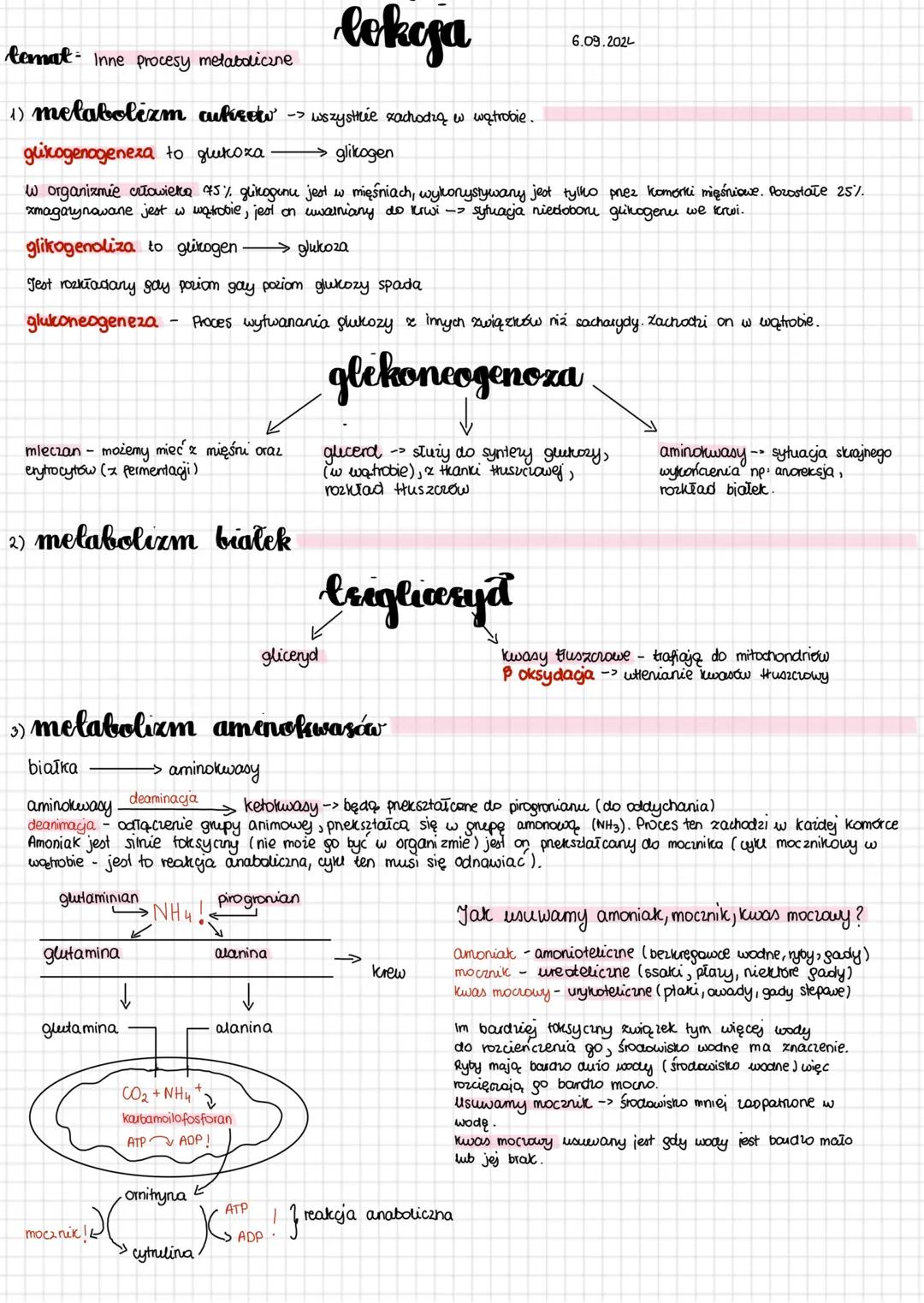 temat Inne procesy metaboliczne
lokoja
1) metabolizm cukirow -> wszystkie zachodzą w wątrobie.
guitogenogeneza to glukoza.
glikogen
6.09.202