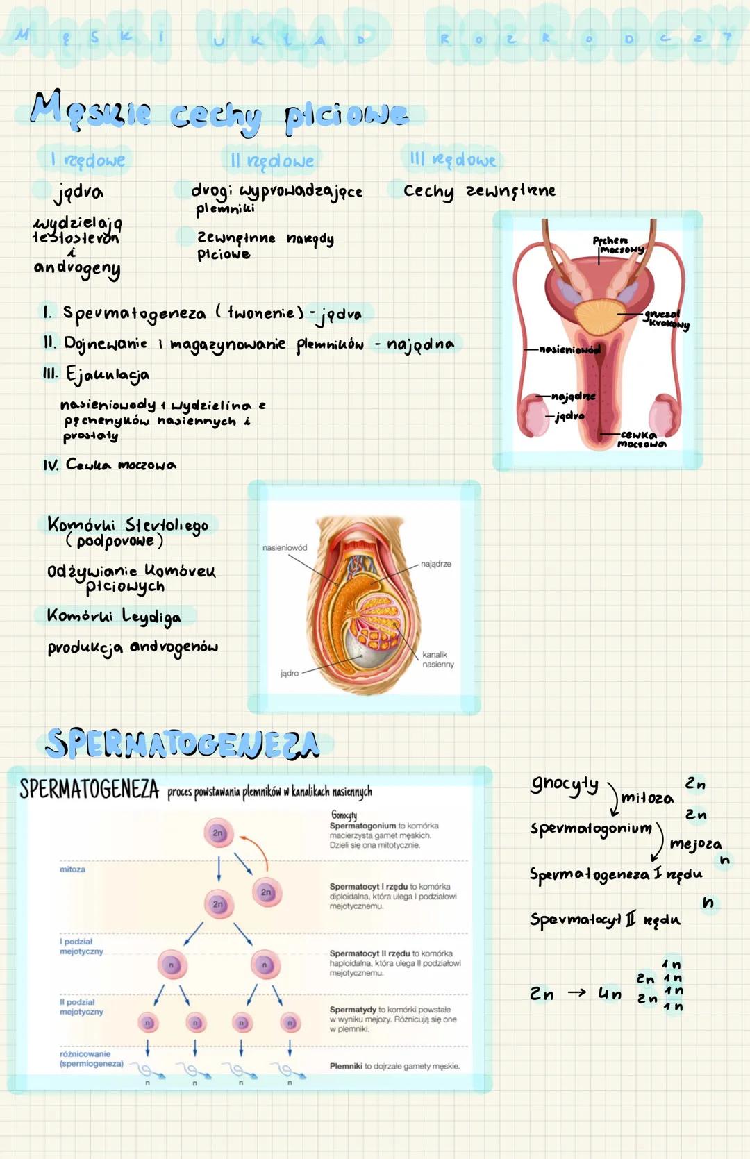 # UKLAD
Męskie cechy piciowe
I reędowe
II reędowe
III reędowe
jadva
drogi wyprowadzające
plemniki
Cechy zewnętrzne
wydzielają
testostero
