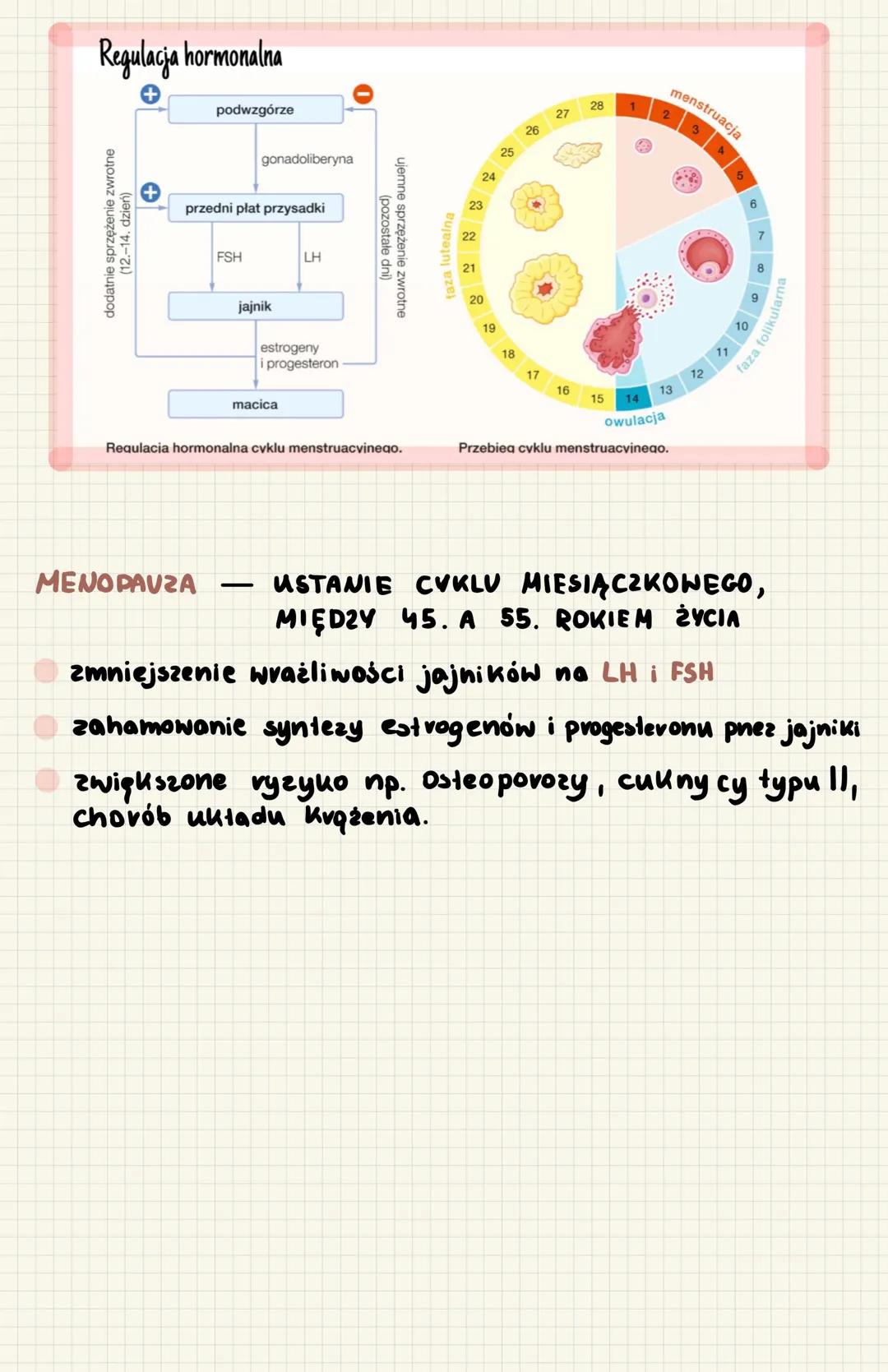 # UKLAD
Męskie cechy piciowe
I reędowe
II reędowe
III reędowe
jadva
drogi wyprowadzające
plemniki
Cechy zewnętrzne
wydzielają
testostero
