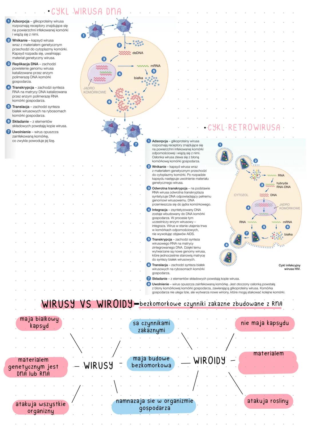 # WIRUSY
to czasteczki organiczne zbudowane z bialka i kwasu nukleinowego, sa one
wewnatrzkomorkowymi pasozytami. Nie sa one organizmami, b