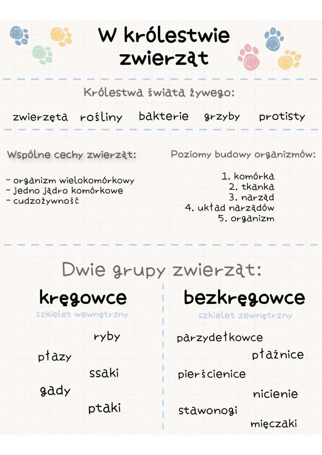 # W królestwie
zwierząt
Królestwa świątą żywego:
zwierzęta rośliny bakterie grzyby protisty
Wspólne cechy zwierząt:
- organizm wielokomór
