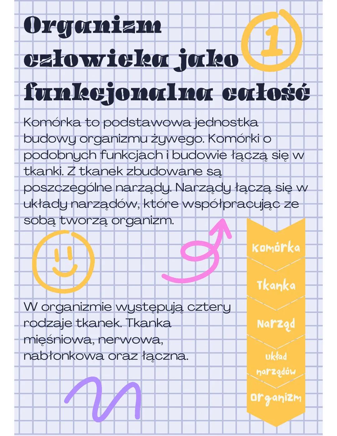 Organizm człowieka jako funkcjonalna całość