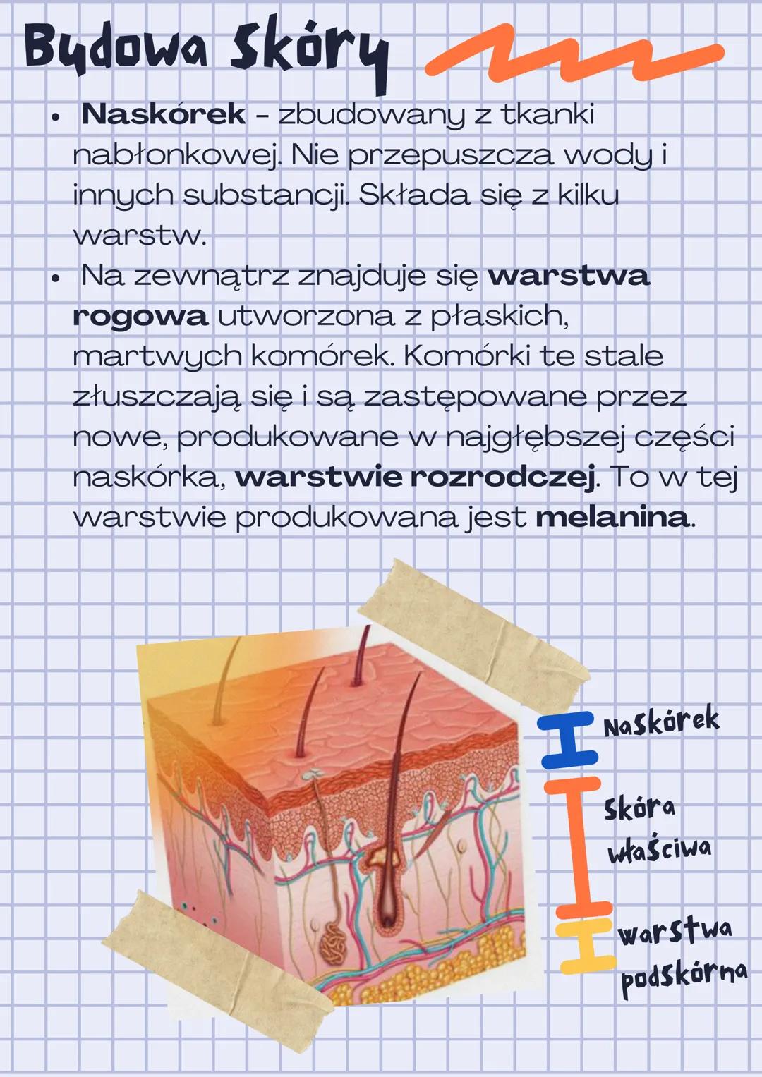 Budowa i
funkcje skóry
2
Skóra oddziela organizm od środowiska
zewnętrznego zarazem umożliwiając mu
kontakt z otoczeniem.
Do najważniejszych