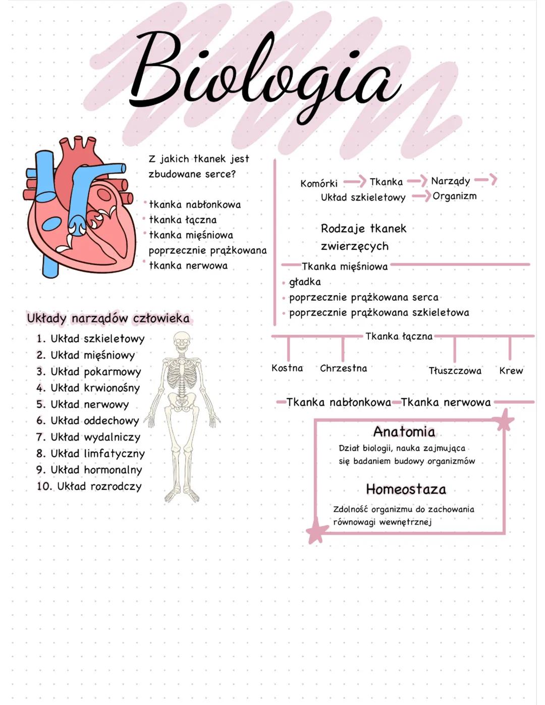 Układy narządów człowieka