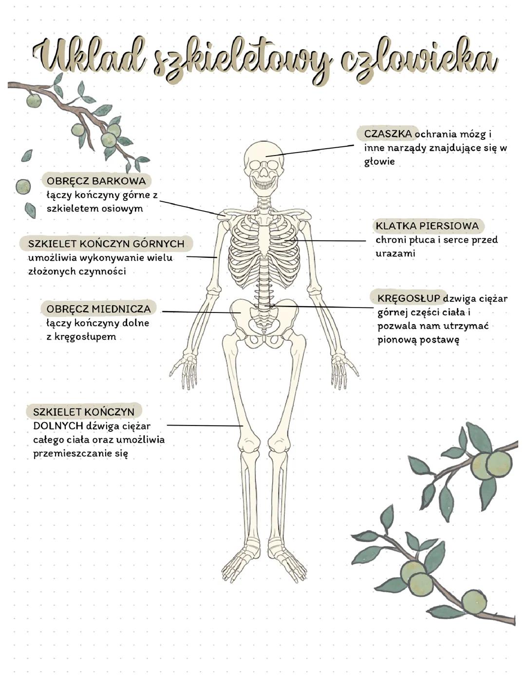 Układ szkieletowy człowieka