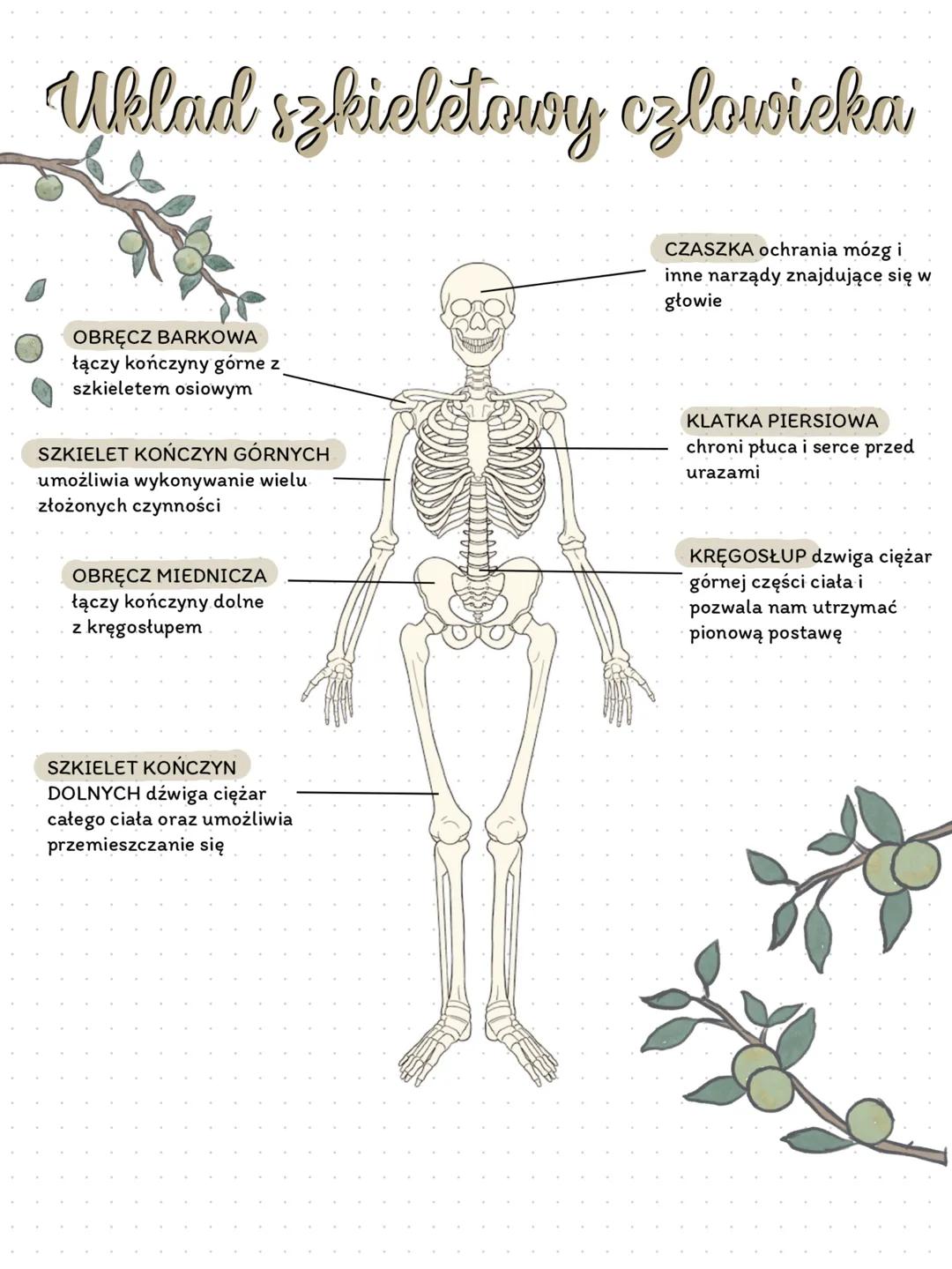 Uklad szkieletowy czlowieka
CZASZKA ochrania mózg i
inne narządy znajdujące się w
głowie
OBRĘCZ BARKOWA
łączy kończyny górne z
szkieletem os