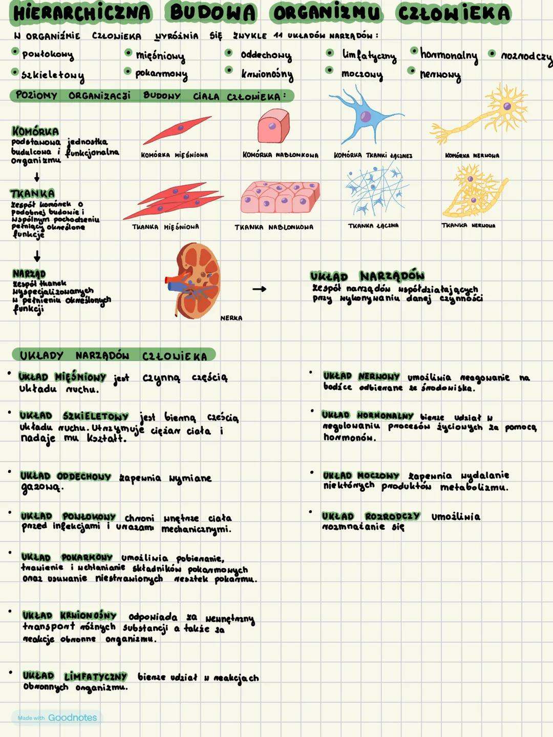 # HIERARCHICZNA BUDOWA Organizmu CZŁOWIEKA
W ORGANIŹMIE CZŁONIEKA HYRÓŻNIA SIĘ ZWYKLE 11 UKŁADÓW NARZĄDÓN:
•pontokowy
Szkieletowy
• mięś