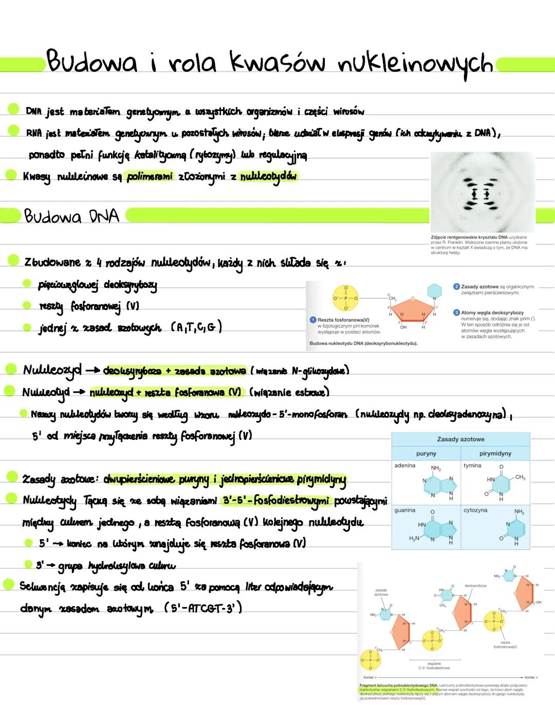 Budowa i rola kwasów nukleinowych