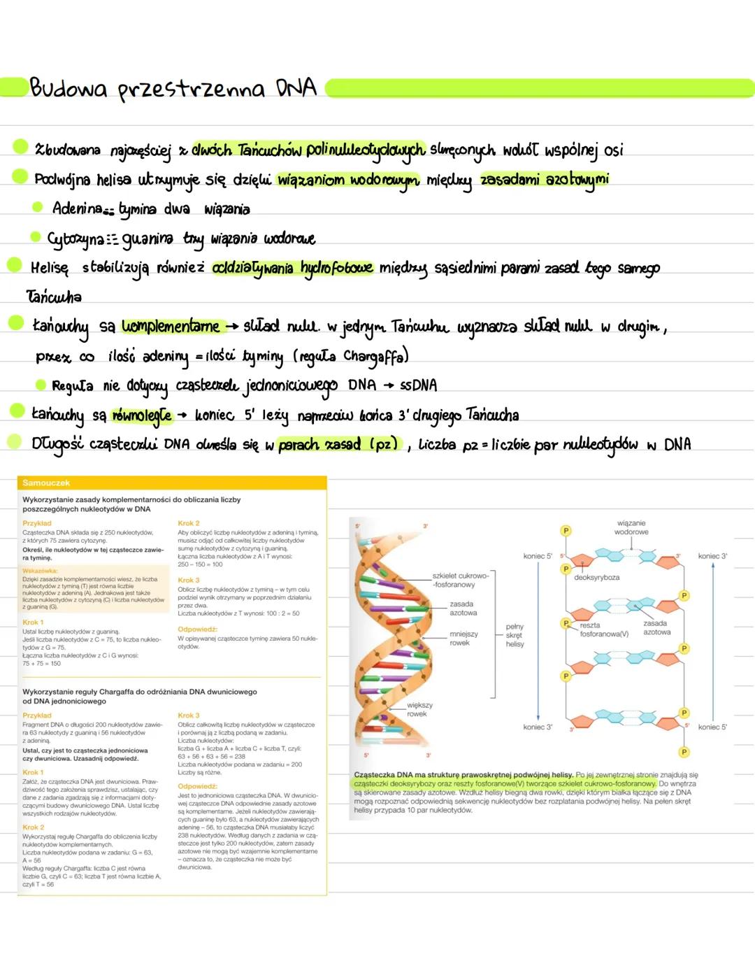 Budowa i rola kwasów nukleinowych
DNA jest materiałem genetycznym u wszystkich organizmów części wirusów
RNA jest materiałem genetycznym u p