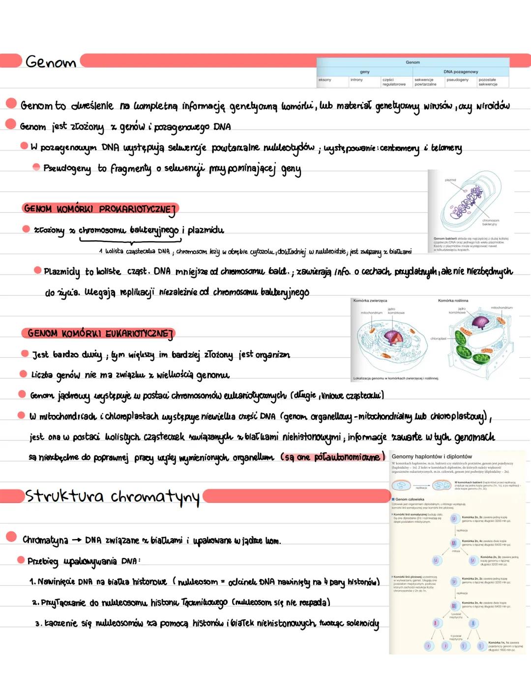 Geny i genomy
Gen to fragment DNA zawierający informacje niezbędne do wytworzenia białka lub RNA
→
Geny hodujące biatua gen locuje informacj