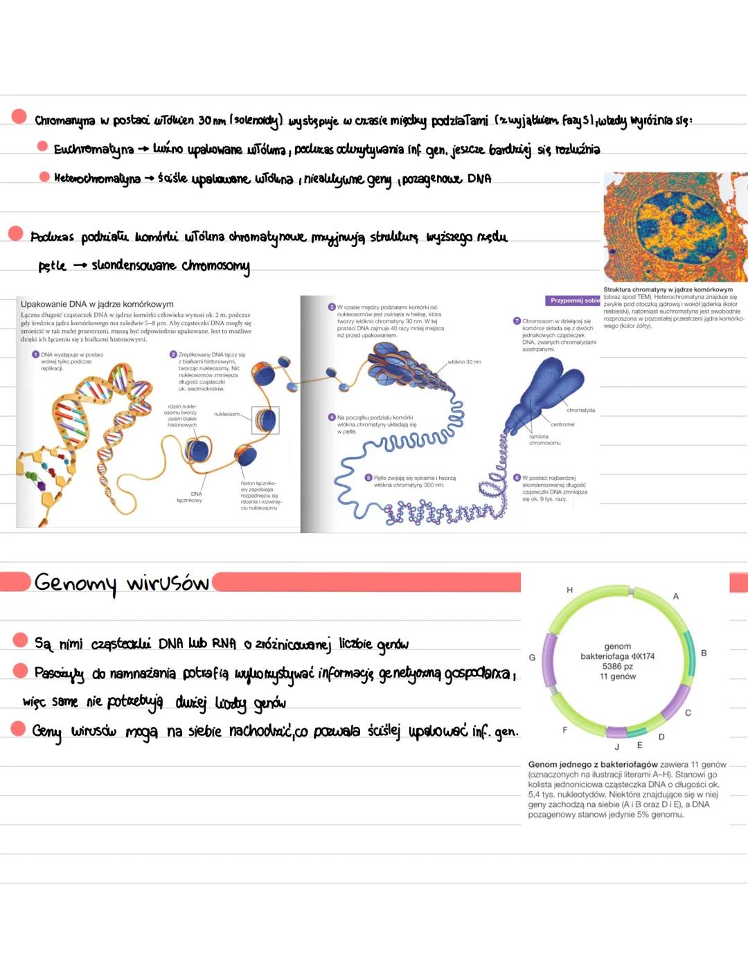 Geny i genomy
Gen to fragment DNA zawierający informacje niezbędne do wytworzenia białka lub RNA
→
Geny hodujące biatua gen locuje informacj
