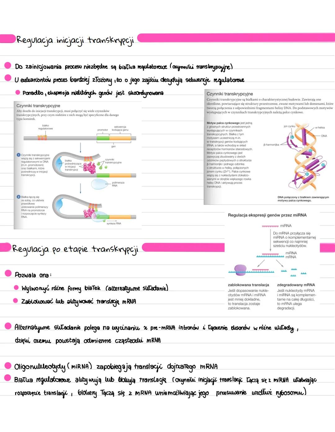 Regulacja ekspresji genów
Powoduje ona modyfikację składu białek w komórce
Regulacja ekspresji genów w komórkach prokariotycznych!
Po otrzym