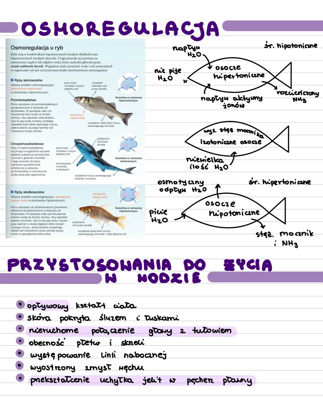 ->
skrzela
Ryby
pierwotnie wodne
wody słone i słodkie
zmiennociepine
wymiana gazowa
OGÓLNA BUDOWA
kształt ciała zależy od
środowiska zycia
u