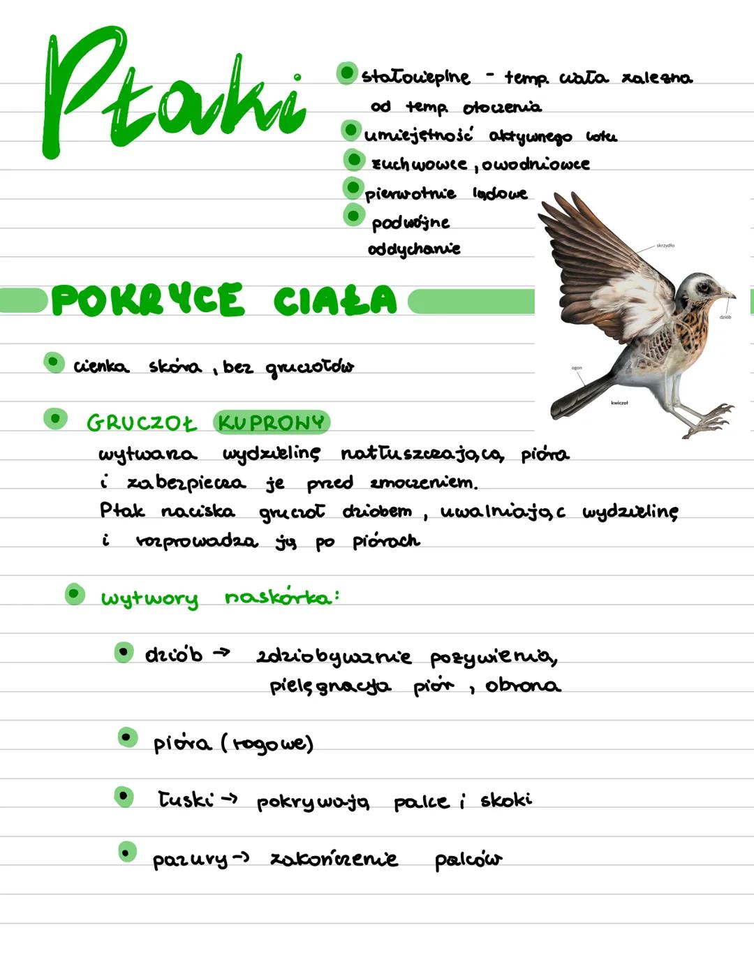 # Ptaki
- statouepine - temp. ciała zalesno.
- od temp. otoczenia
- umiejętność aktywnego cote
- Euch wowce, owodniowce
- pierwotnie ladowe