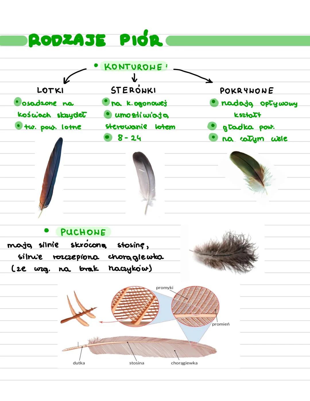 # Ptaki
- statouepine - temp. ciała zalesno.
- od temp. otoczenia
- umiejętność aktywnego cote
- Euch wowce, owodniowce
- pierwotnie ladowe