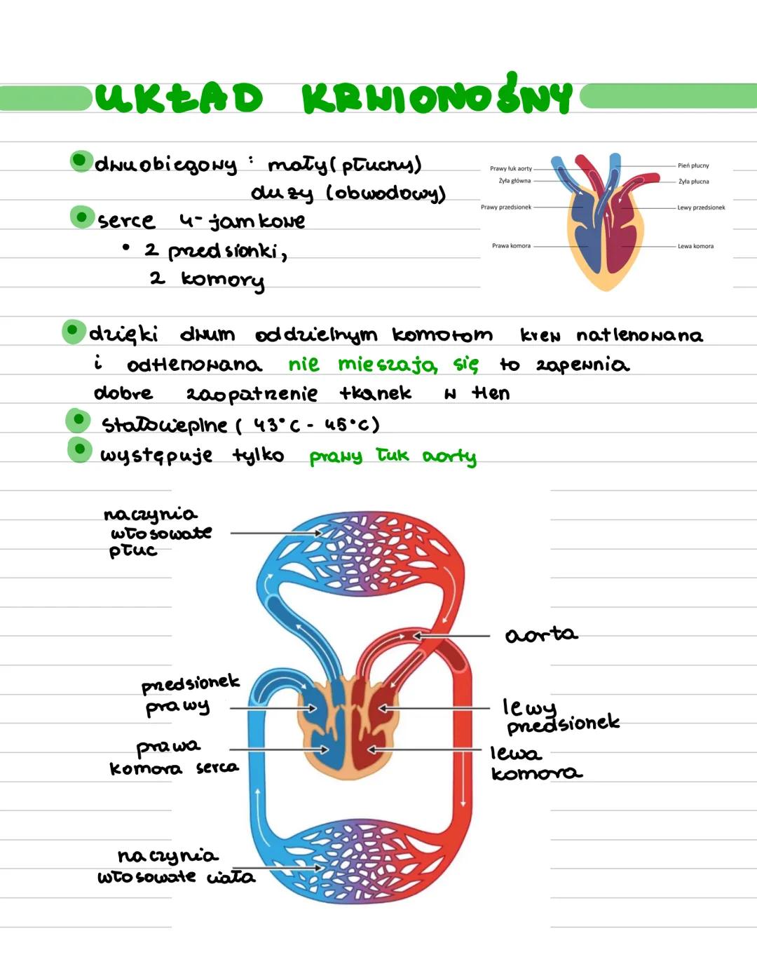 # Ptaki
- statouepine - temp. ciała zalesno.
- od temp. otoczenia
- umiejętność aktywnego cote
- Euch wowce, owodniowce
- pierwotnie ladowe