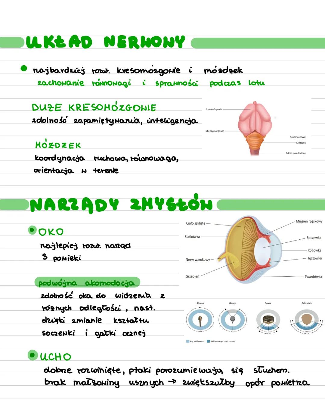 # Ptaki
- statouepine - temp. ciała zalesno.
- od temp. otoczenia
- umiejętność aktywnego cote
- Euch wowce, owodniowce
- pierwotnie ladowe