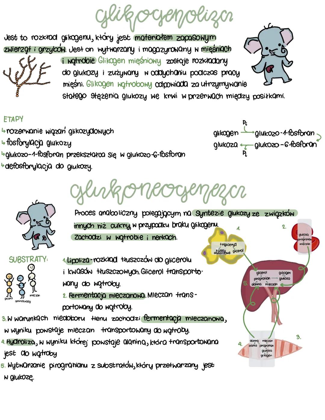 glikogenoliza i glukoneogeneza