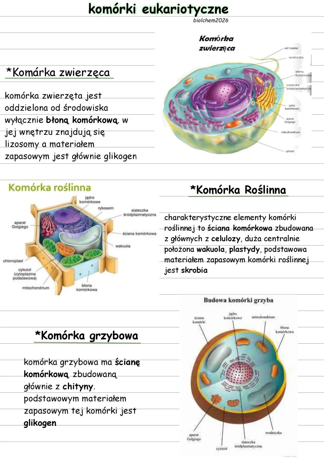# komórki eukariotyczne
biolchem2026
Komórka
zwierzęca
*Komárka zwierzęca
komórka zwierzęta jest
oddzielona od środowiska
wyłącznie błoną