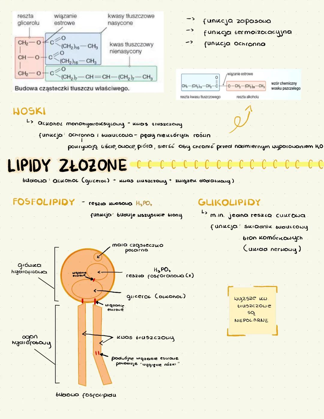 # LIPIDY
L są to es estry wyzszych kwasów tłuszczowych i gucerolu » αικοNOL
PODZIAŁ LIPIDÓW ZE WZGLĘDU NA BUDOWĘ CZASTECZEK
↓
PROSTE ZŁO