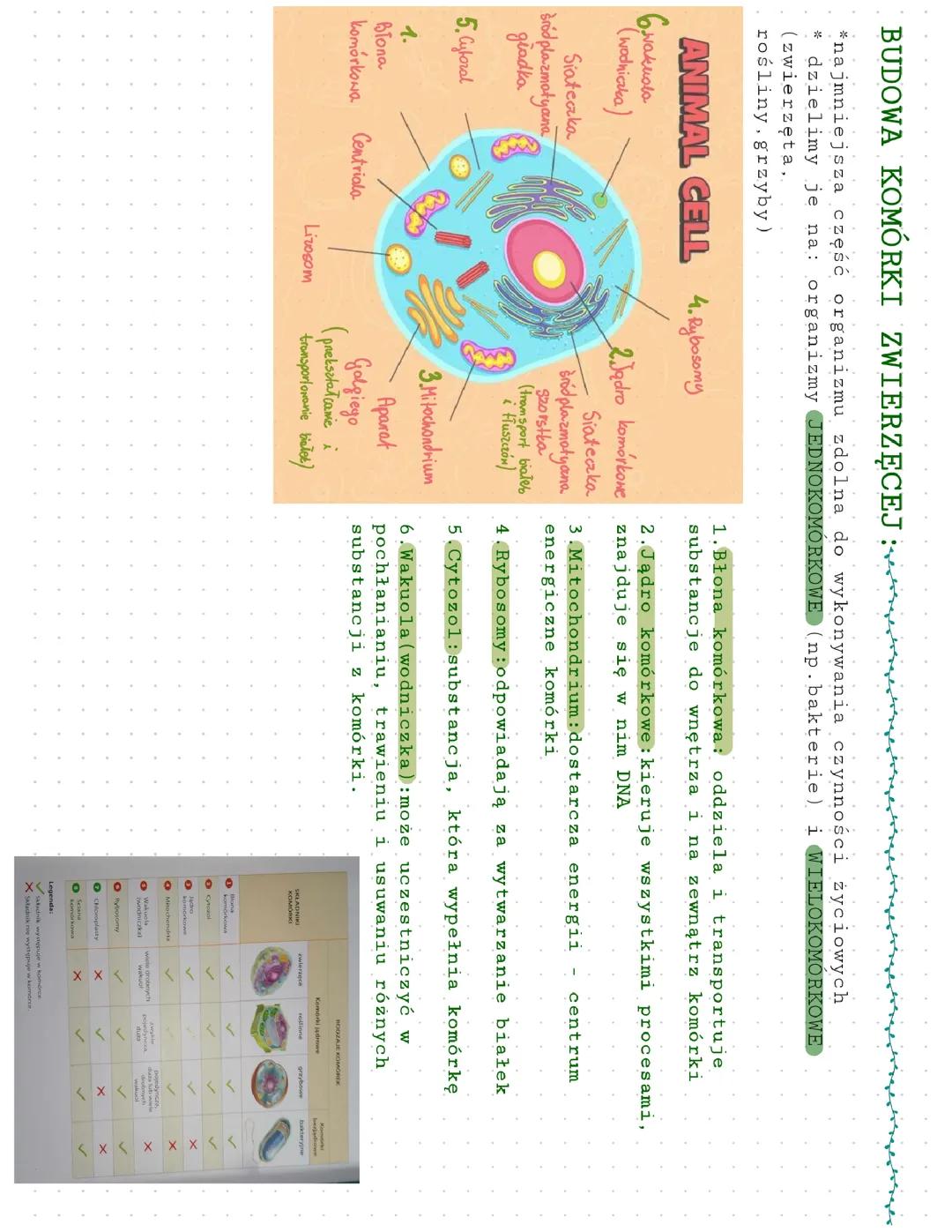 Budowa komórki zwierzęcej i roślinnej