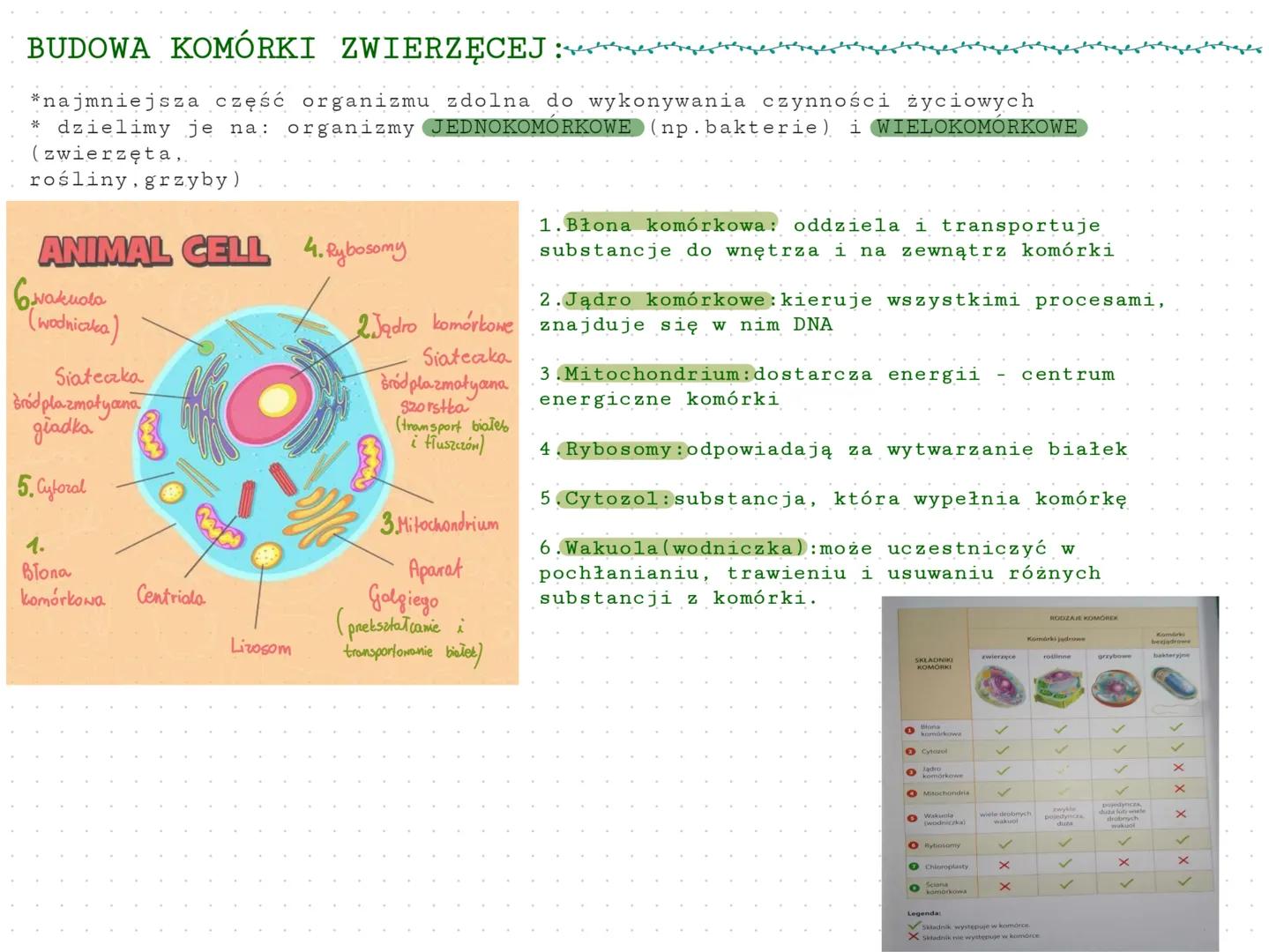 BUDOWA KOMÓRKI ZWIERZĘCEJ
*najmniejsza część organizmu zdolna do wykonywania czynności życiowych
* dzielimy je na: organizmy JEDNOKOMÓRKOWE