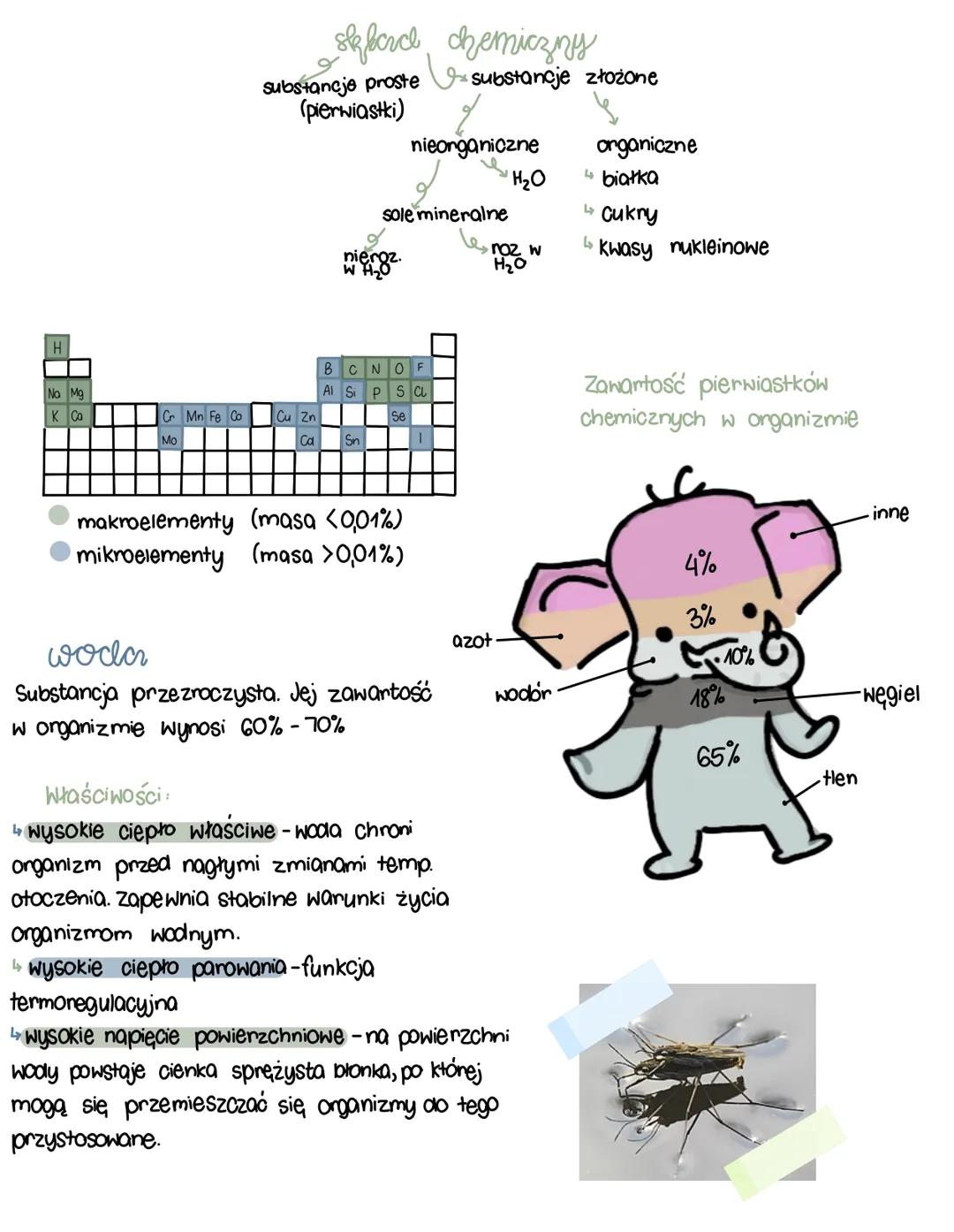 و
skforce, chemiczny
substancje proste substancje złożone
(pierwiastki)
nieorganiczne
organiczne
H₂O
białka
sole mineralne
Cukry
nieroz.
W H