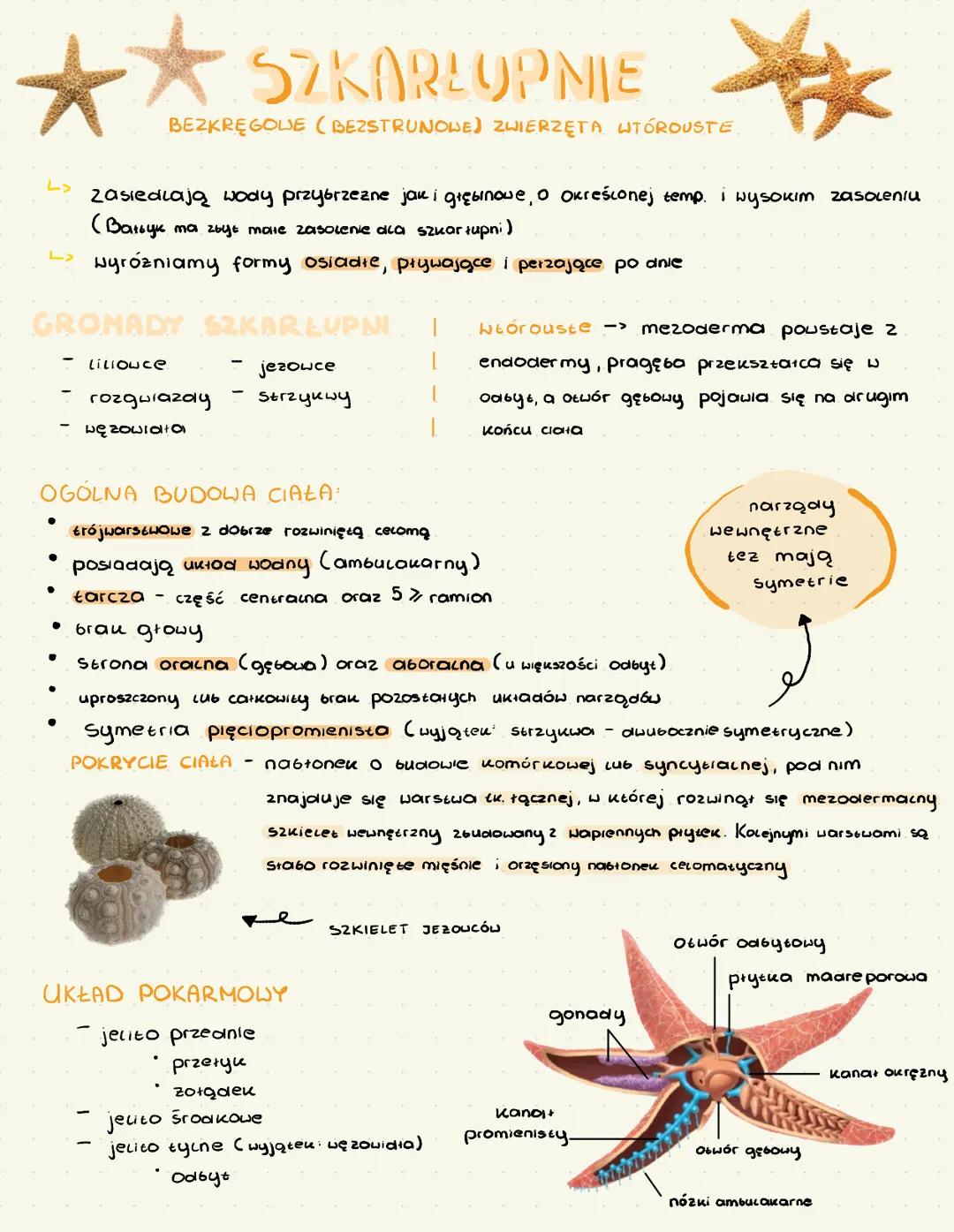 ★★SZKARLUPNIE
BEZKRĘGOWE (BEZSTRUNOWE) ZWIERZĘTA WTÓROUSTE
zasiedlają wody przybrzezne jak i głębinowe, o Okreśconej temp. i wysokim zasol